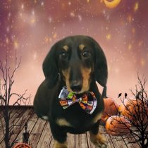 ミニチュアダックス