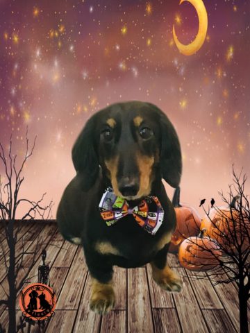 ミニチュアダックス