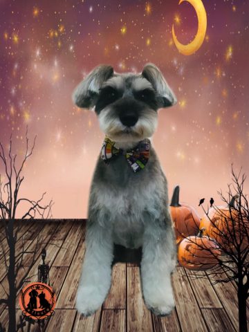 ミニチュアシュナウザー