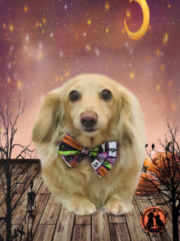 ミニチュアダックス