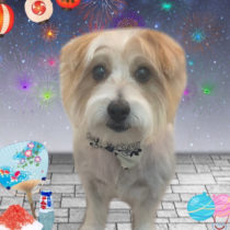 ジャックラッセルテリア