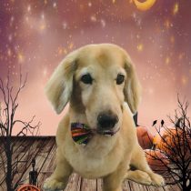 ミニチュアダックス