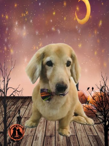 ミニチュアダックス