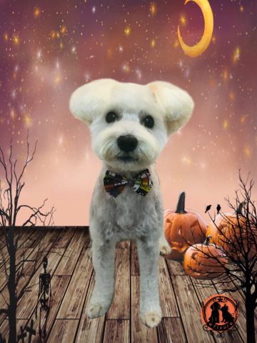 ミニチュアシュナウザー