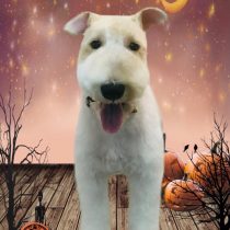 ワイヤーフォックステリア