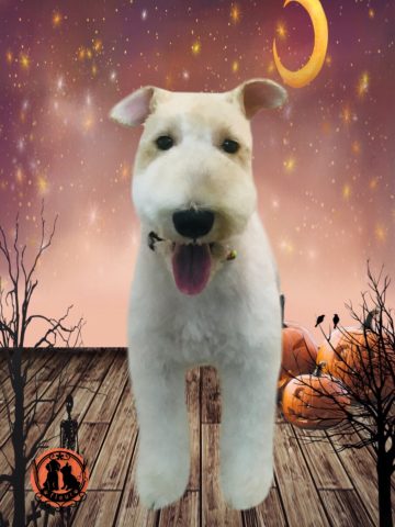 ワイヤーフォックステリア