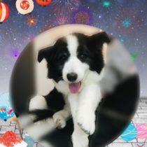 ボーダーコリー