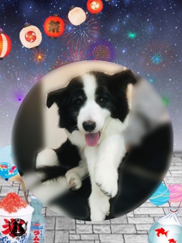 ボーダーコリー