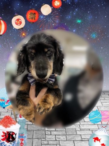 ミニチュアダックス