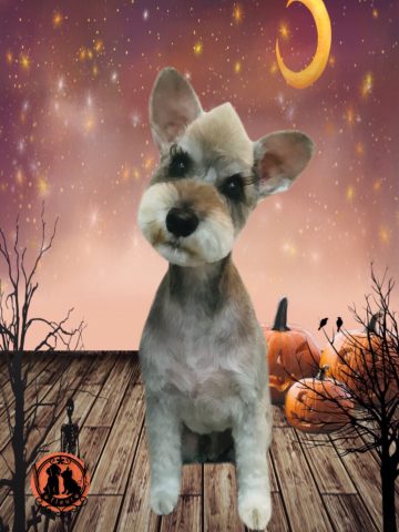 ミニチュアシュナウザー