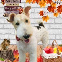 ワイアーフォックステリア