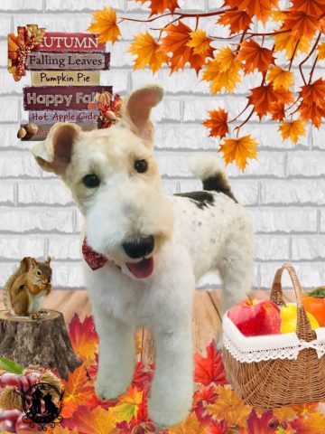 ワイアーフォックステリア