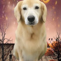 ゴールデンレトリバー