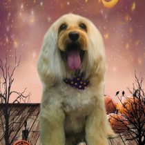 オーストラリアンラブラドゥードル