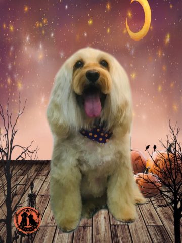 オーストラリアンラブラドゥードル