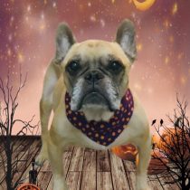 フレンチブルドッグ