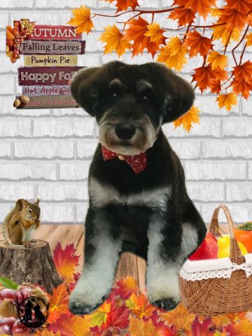 ミニチュアシュナウザー