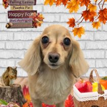 カニンヘンダックス