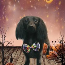 ミニチュアダックス