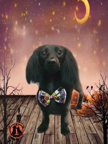 ミニチュアダックス