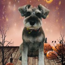 ミニチュアシュナウザー