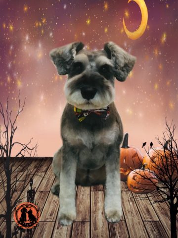 ミニチュアシュナウザー