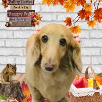 ミニチュアダックス