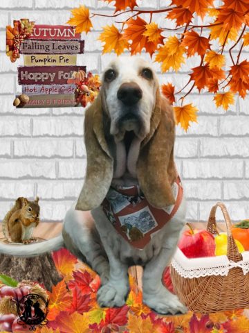 バセットハウンド