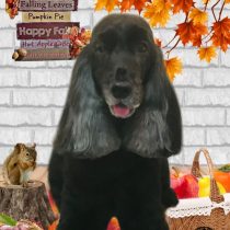 イングリッシュコッカースパニエル