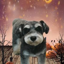 ミニチュアシュナウザー