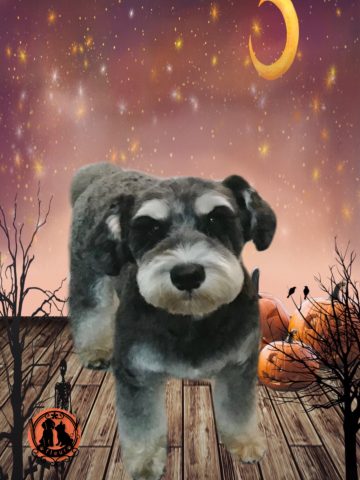 ミニチュアシュナウザー