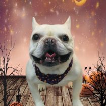 フレンチブルドッグ