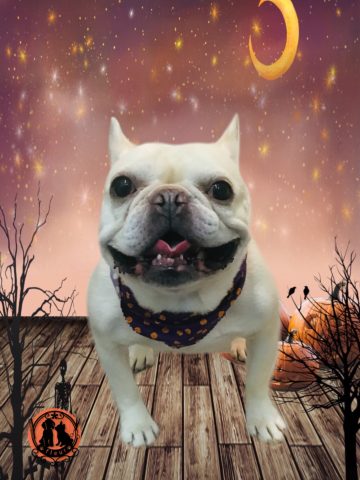 フレンチブルドッグ