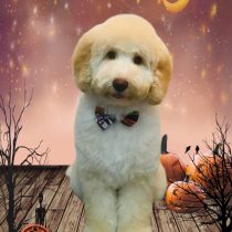 オーストラリアンラブラドゥードル