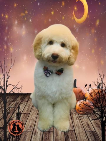 オーストラリアンラブラドゥードル