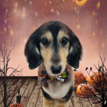 ミニチュアダックス