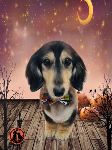 ミニチュアダックス