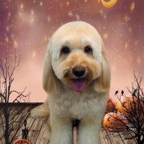 オーストラリアンラブラドゥードル