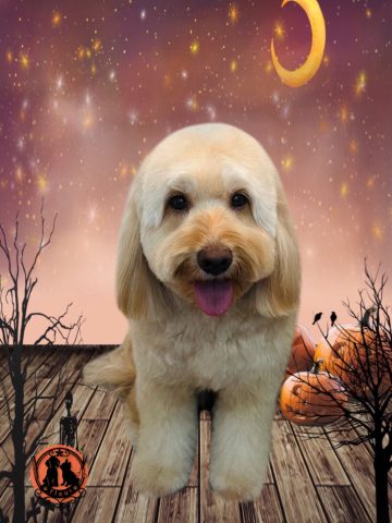 オーストラリアンラブラドゥードル