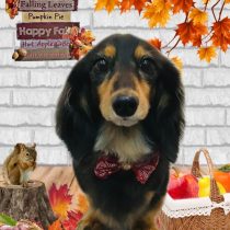 ミニチュアダックス