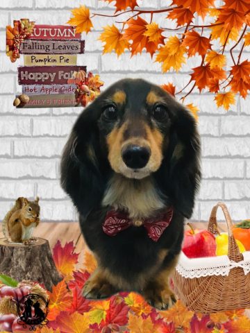 ミニチュアダックス