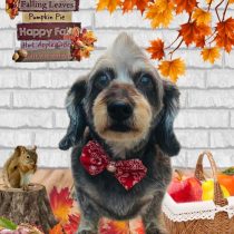 ミニチュアダックス