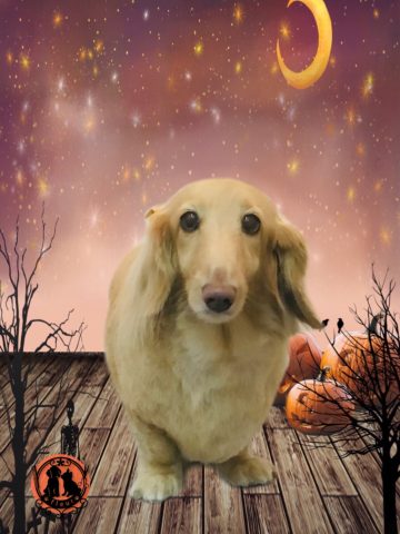 ミニチュアダックス