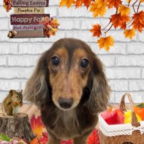 ミニチュアダックス