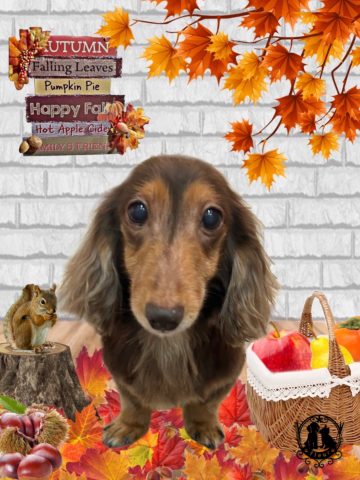 ミニチュアダックス