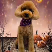 ミニチュアプードル