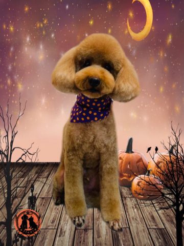 ミニチュアプードル