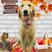 ゴールデンレトリバー