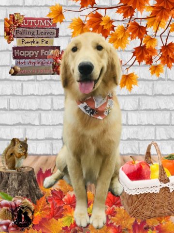 ゴールデンレトリバー