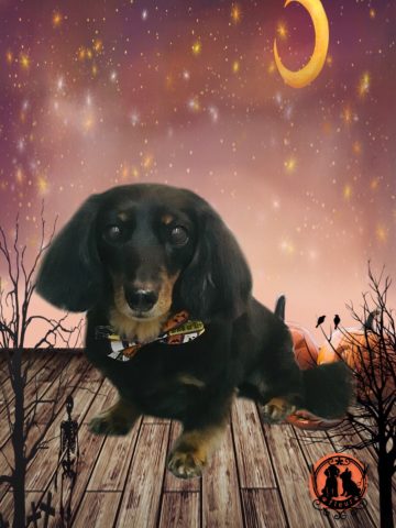 ミニチュアダックス